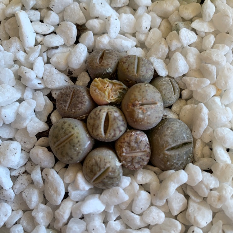 Plant image Lithops Hermetica C397