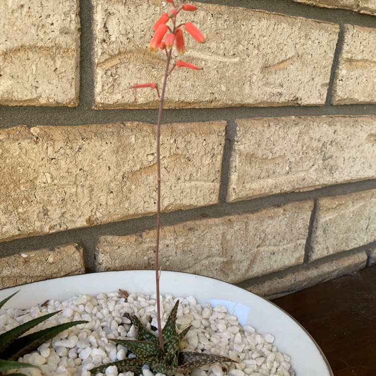 Plant image Gasteria Durban