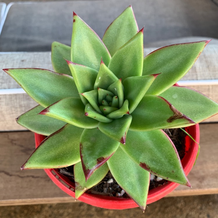 Plant image Echeveria Agavoides 'Lipstick'