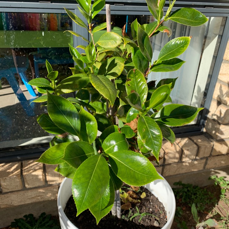 Plant image Camellia japonica 'Debutante'