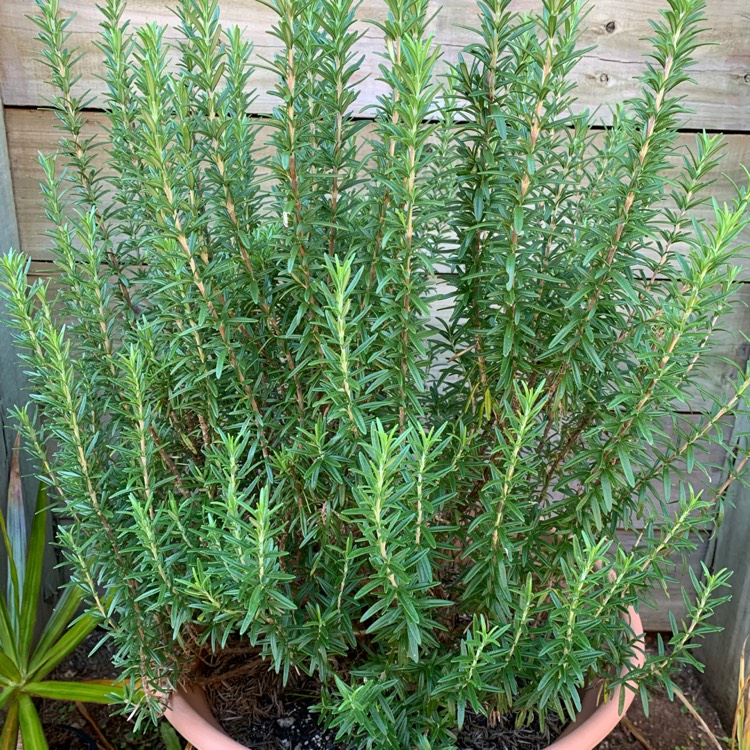 Plant image Salvia rosmarinus 'Blue Lagoon' syn. Rosmarinus officinalis 'Blue Lagoon'