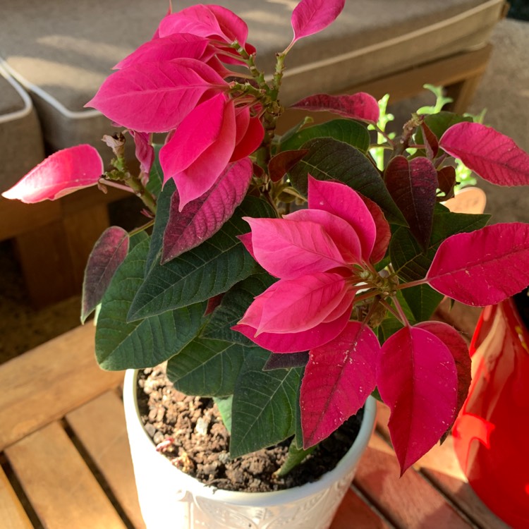 Plant image Euphorbia pulcherrima 'Bonpripicom' (Princettia Series) syn. Euphorbia pulcherrima 'Princettia Hot Pink'