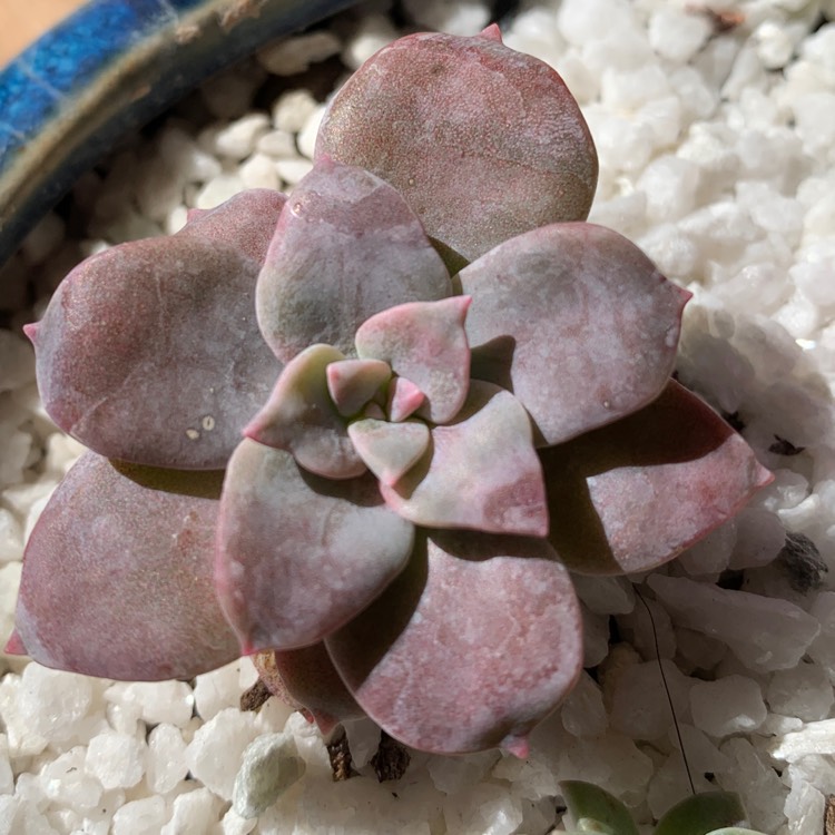 plant image 1398915