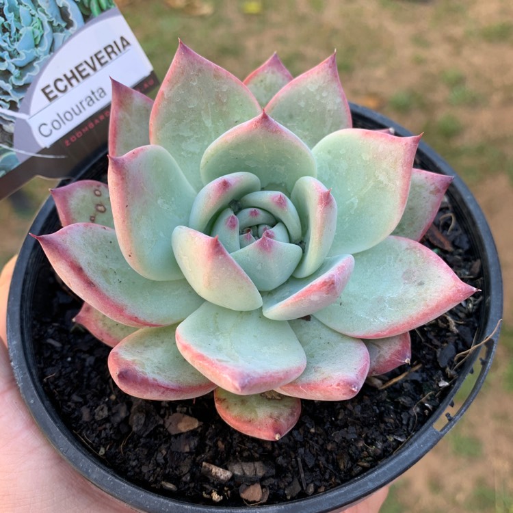 Plant image Echeveria Colorata