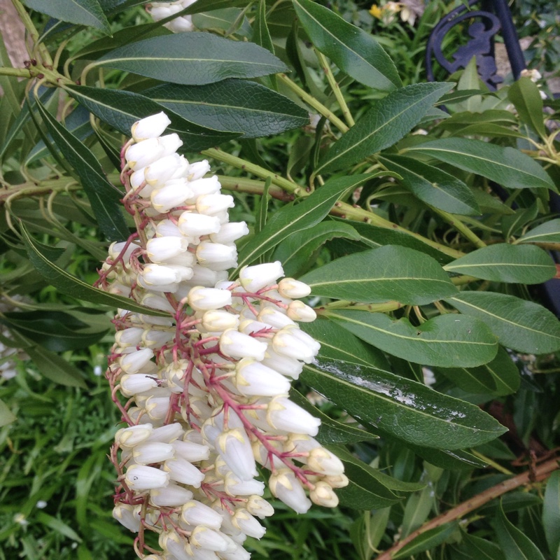 Pieris 'Forest Flame'