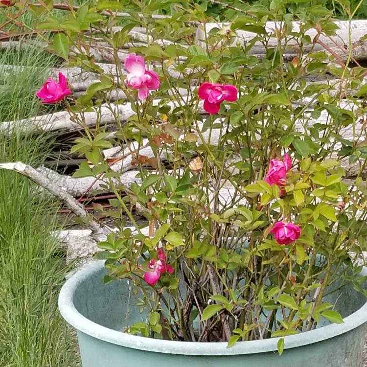 Plant image Rosa x odorata (Sanguinea Group) 'Bengal Crimson', Rosa 'Bengal Beauty', Rosa 'Sanguinea'