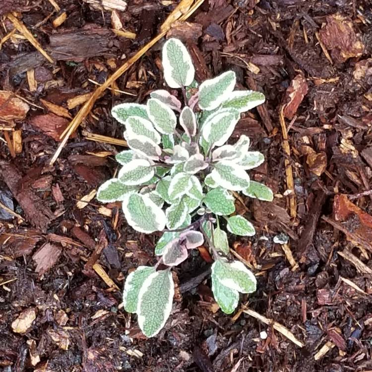 Plant image Salvia officinalis 'Tricolor'