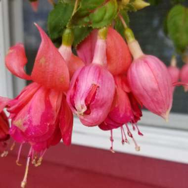 Fuchsia 'Bicentennial'