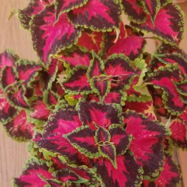 Coleus 'River Walk'