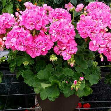 Pelargonium 'Pinktastic'