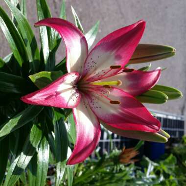 Lilium (Asiatic)