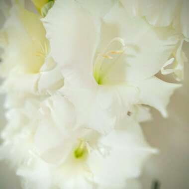 Gladiolus 'Bangladesh'