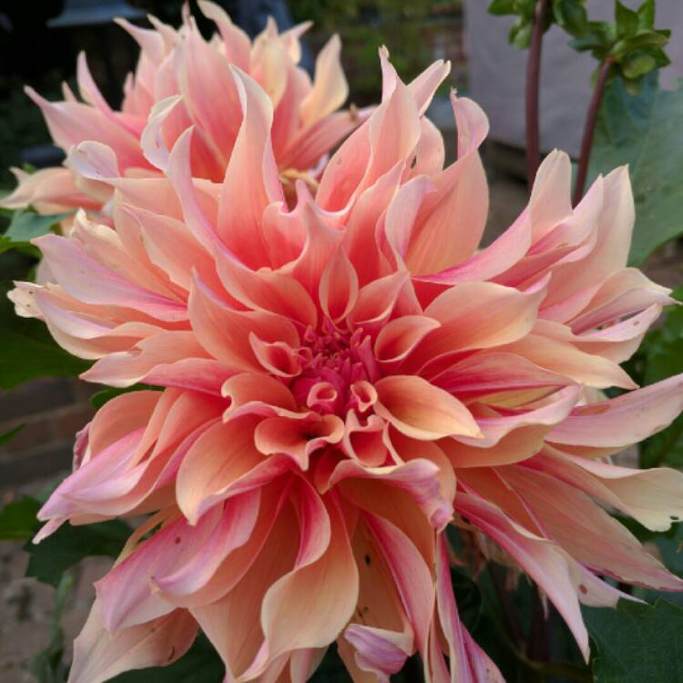 Plant image Dahlia 'Labyrinth'