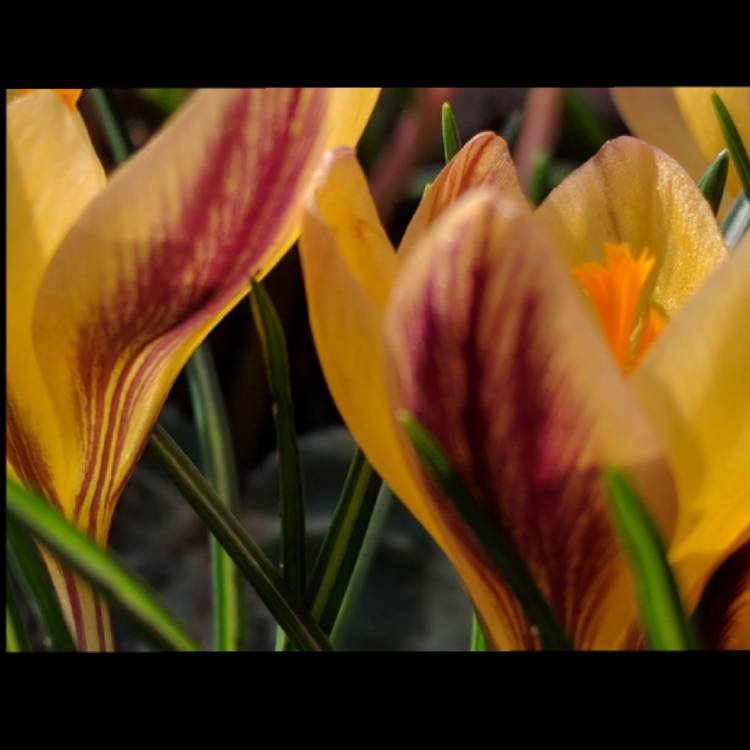 Plant image Crocus x luteus 'Stellaris'