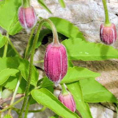 Clematis alpina 'Constance'