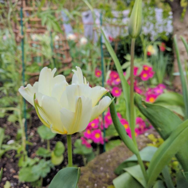 Plant image Tulipa 'Exotic Emperor'