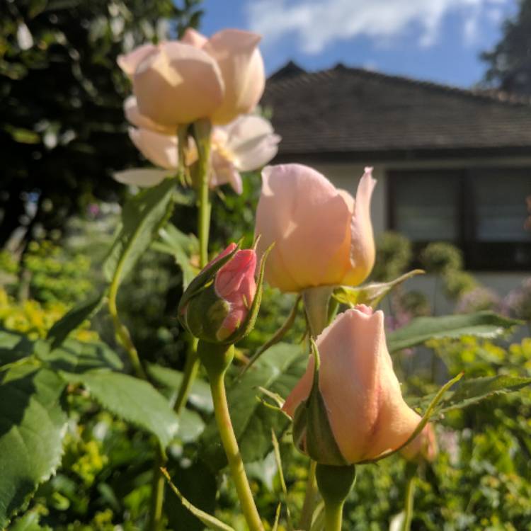 Plant image Rosa 'The Shepherdess'