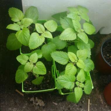 Lemon Balm