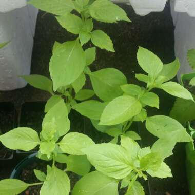 Lemon Basil