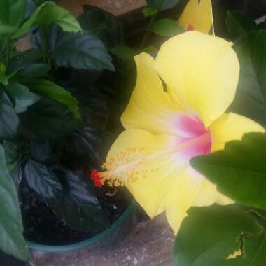 Hibiscus Sunset Yellow