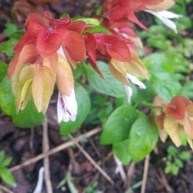 Shrimp plant