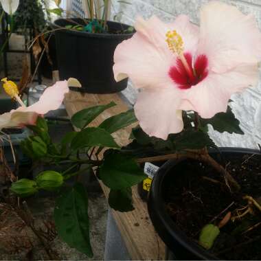 Hibiscus 'Adonicus Pearl'