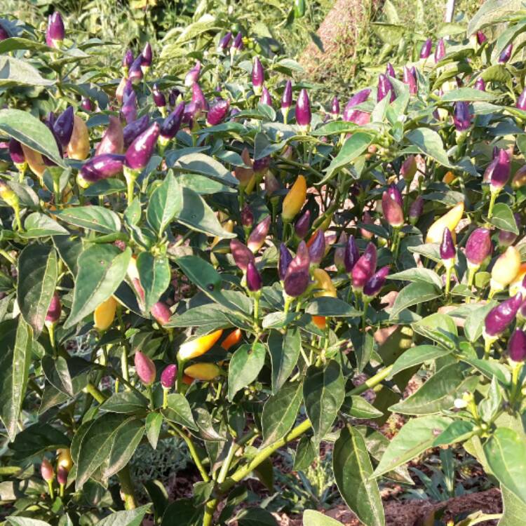 Plant image Capsicum Annuum 'NuMex Twilight'