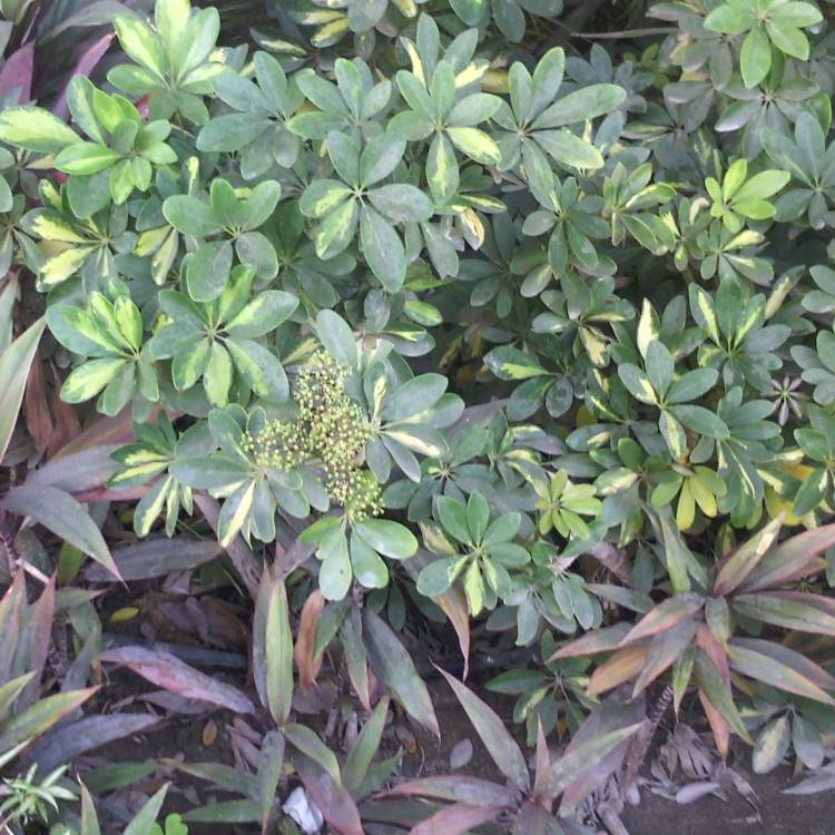 Plant image Schefflera arboricola 'Gold Capella'