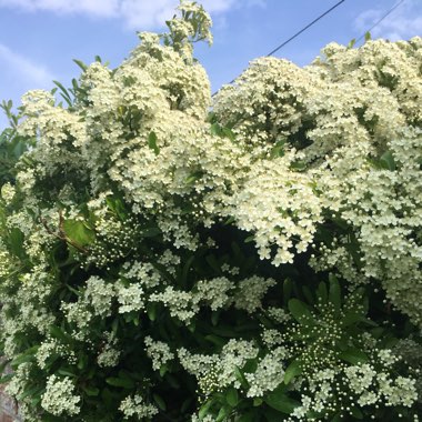 Pearl Bush 'Snow White'