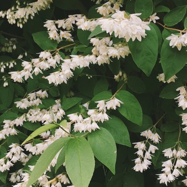 Deutzia 'Pride of Rochester'