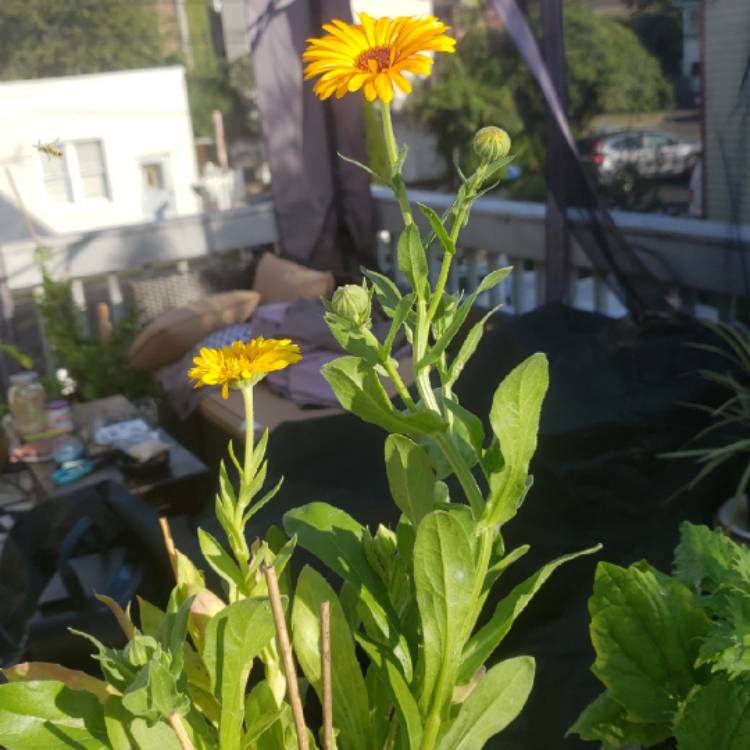 Plant image Calendula Officinalis 'Bon Bon™ Mix' (Mix)