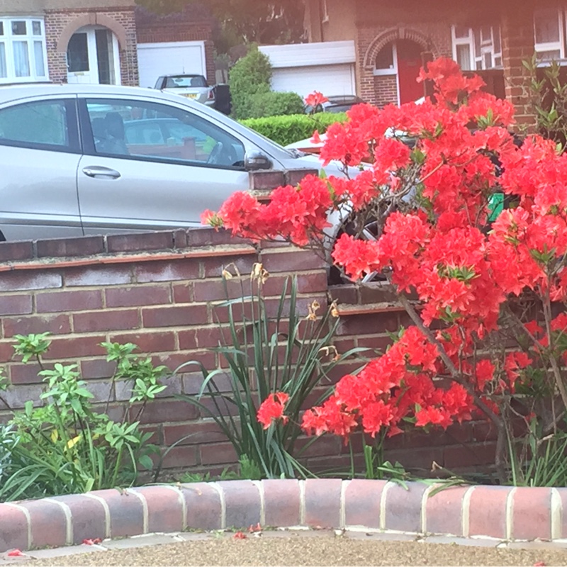 Plant image Rhododendron 'Golden Eagle'