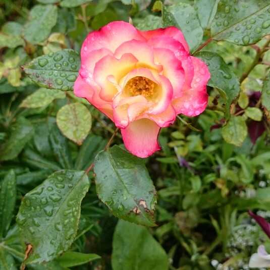 Rose 'Birthday Girl' (Floribunda)