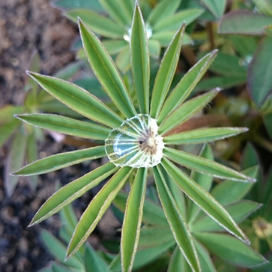 Plant image Lupinus 'Rachel De Thame'