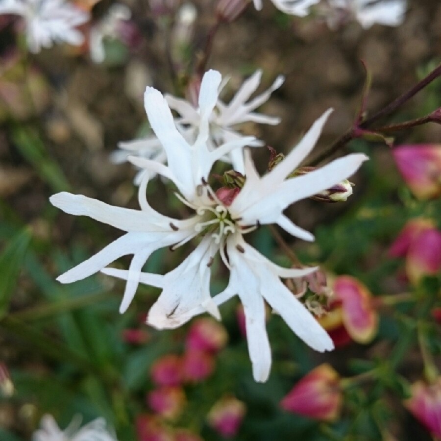 Rose Campion 'Alba'