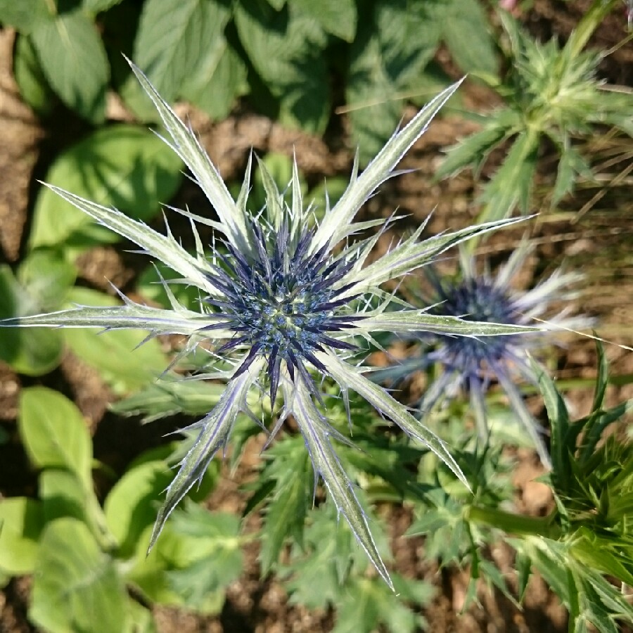 Sea Holly 'Picos Blue'