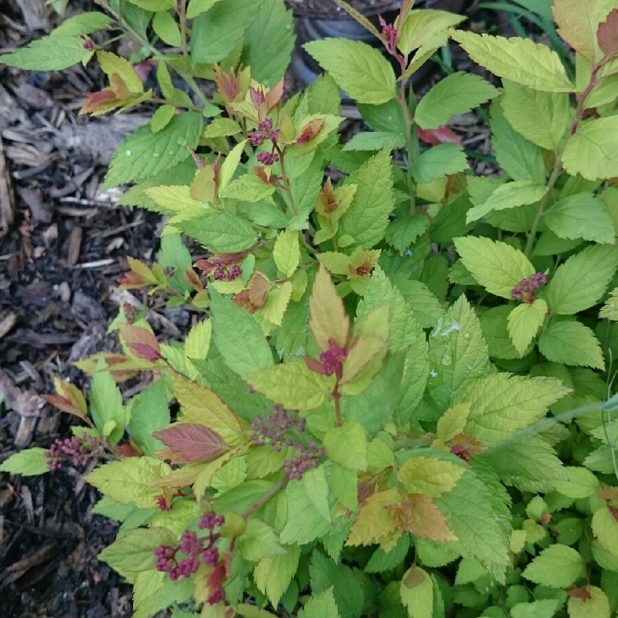 Spiraea 'Magic Carpet'