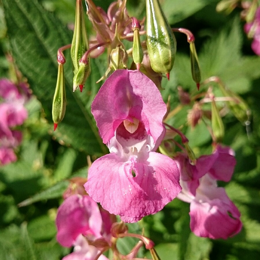 Elaine's garden