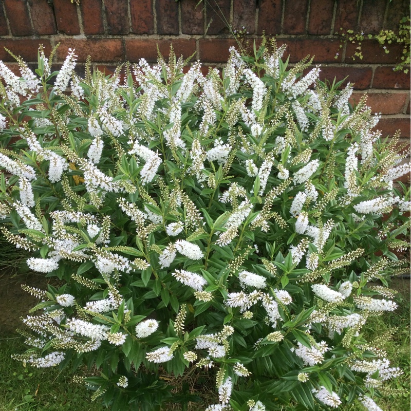 Plant image Hebe 'White Spritzer'