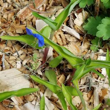 Commelina Communis