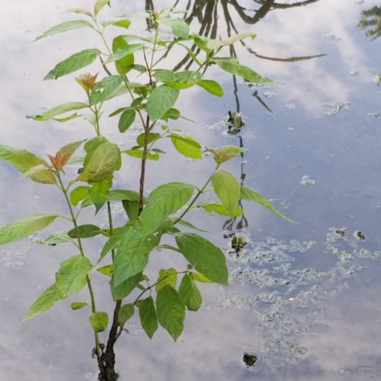 Plant image Cephalanthus occidentalis