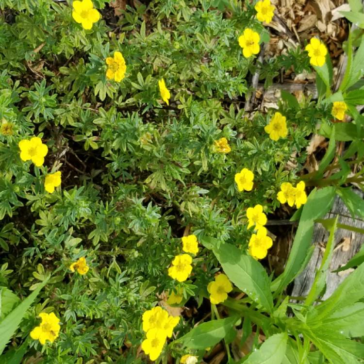 Plant image Potentilla fruticosa