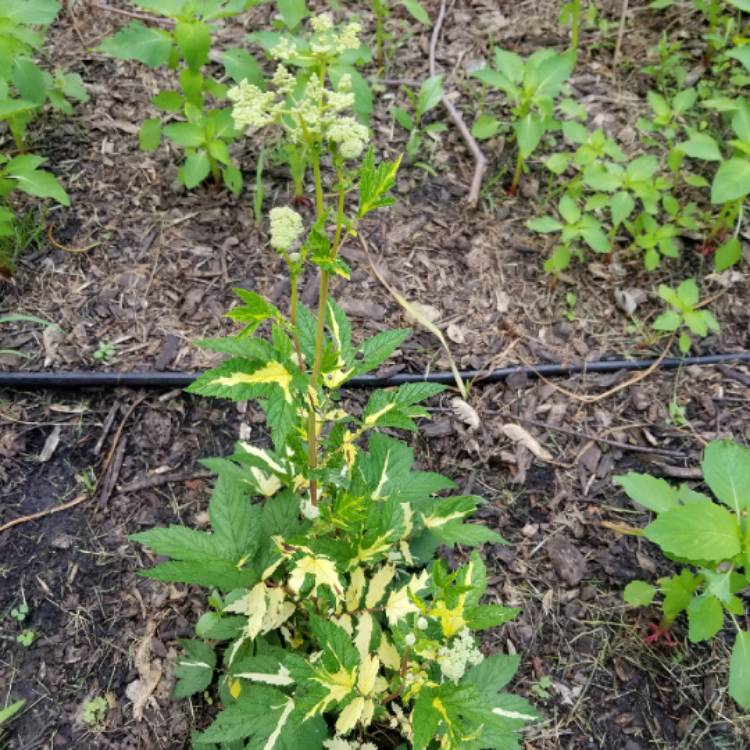 Plant image Filipendula ulmaria syn. Spiraea ulmaria