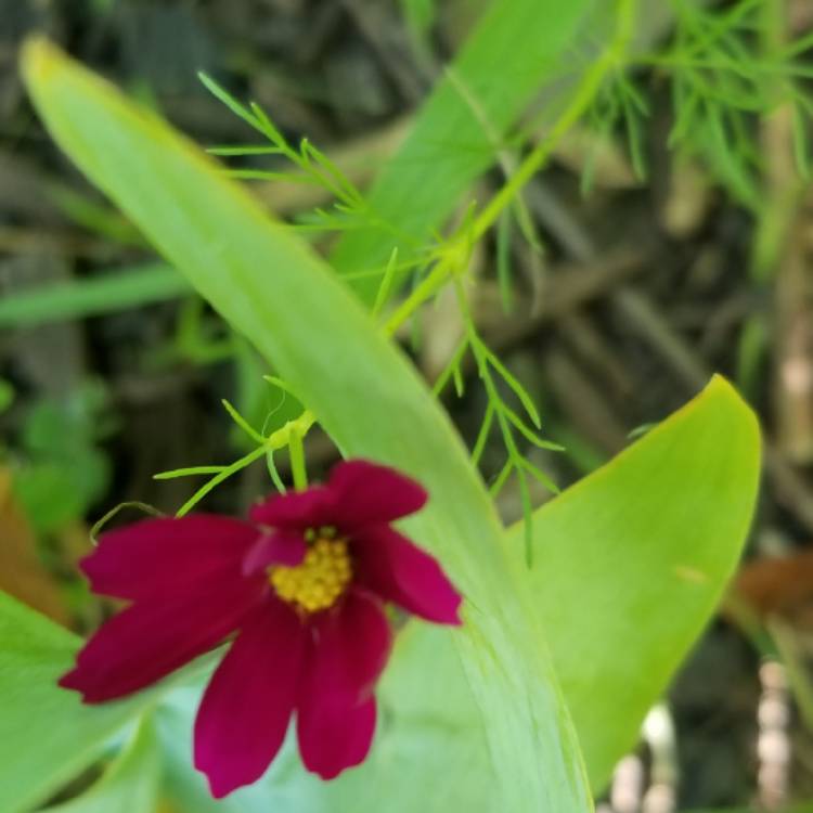 Plant image Sempervivum Cosmos