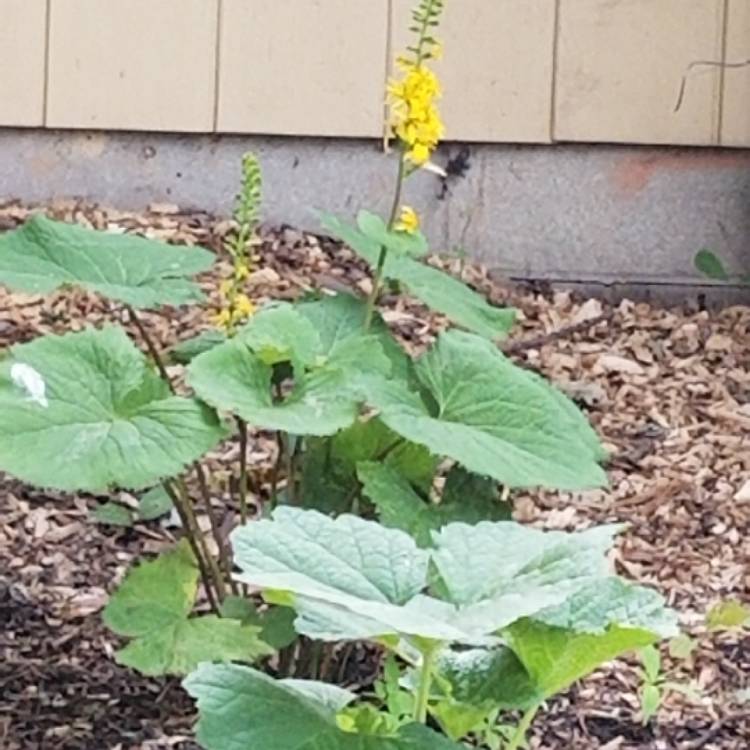 Plant image Ligularia 'The Rocket' syn. Ligularia przewalskii 'The Rocket' ; Senecio 'The Rocket'