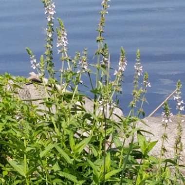 Teucrium Canadense