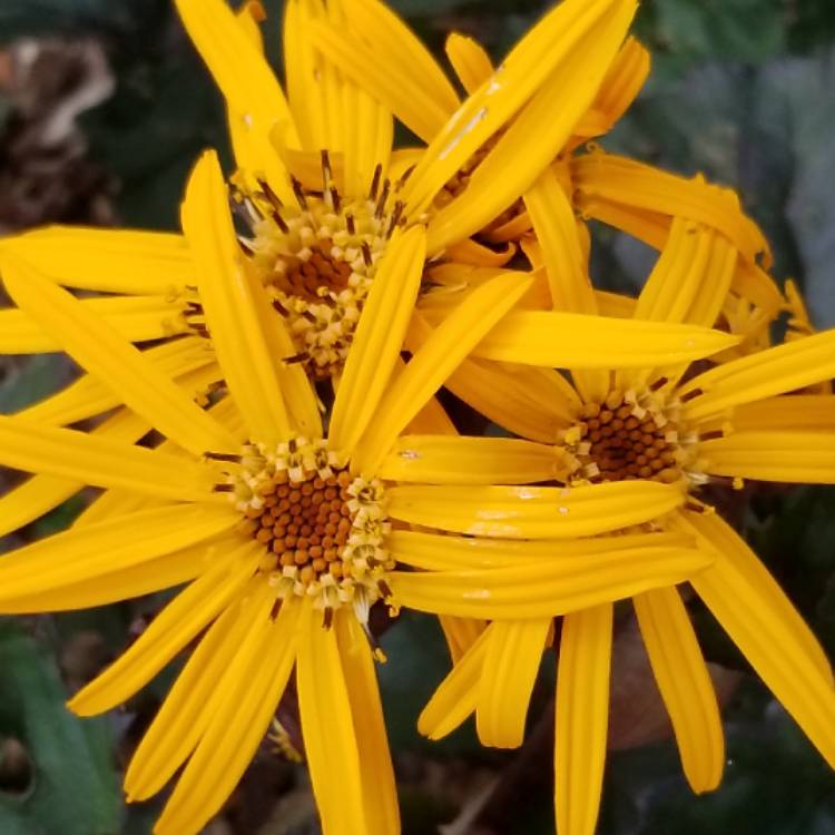 Plant image Ligularia dentata 'Britt Marie Crawford'