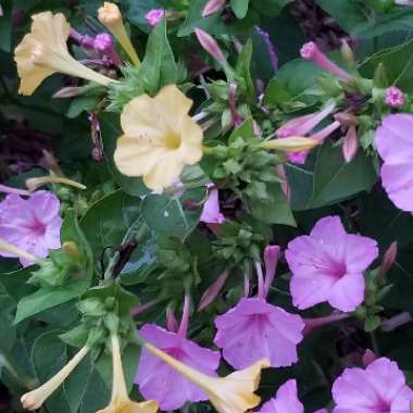 Mirabilis jalapa