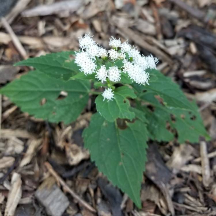 Plant image Ageratina altissima