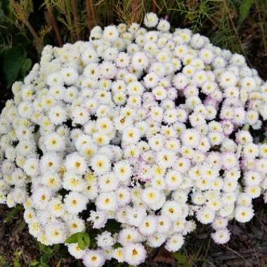 Chrysanthemum morifilium